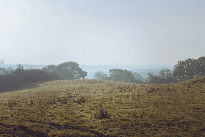 several cows are in an open grassy area