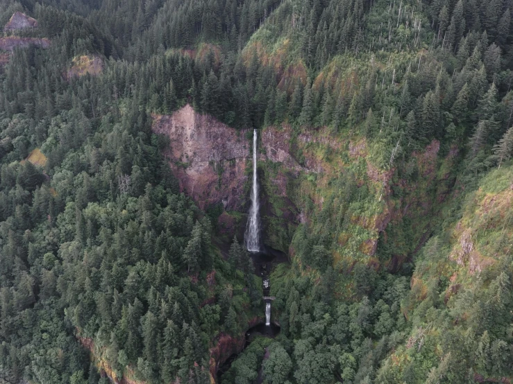 a waterfall in a dense forest with lots of trees