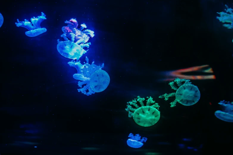 a display of glowing blue and green jellyfish in water