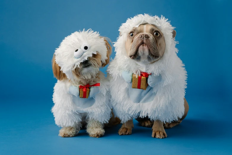 a small brown dog and a larger brown dog in white clothing