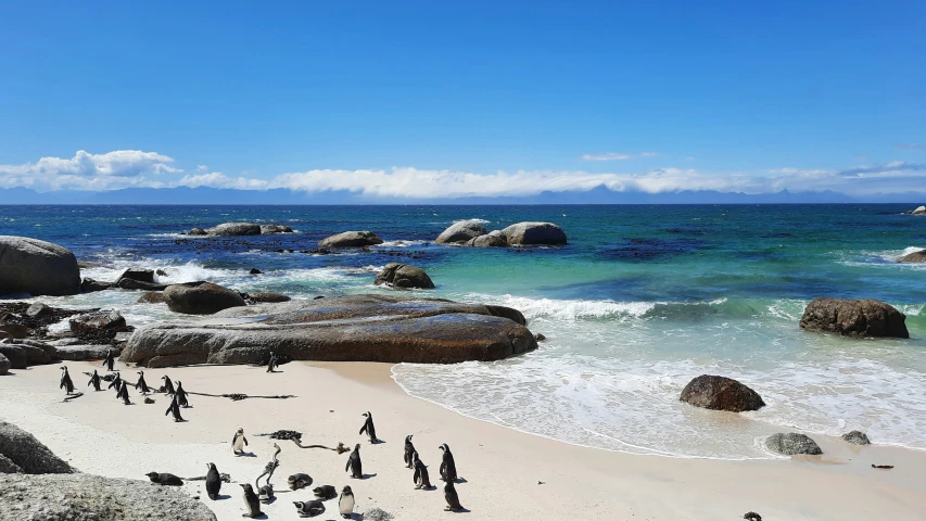 a bunch of penguins are standing near the water