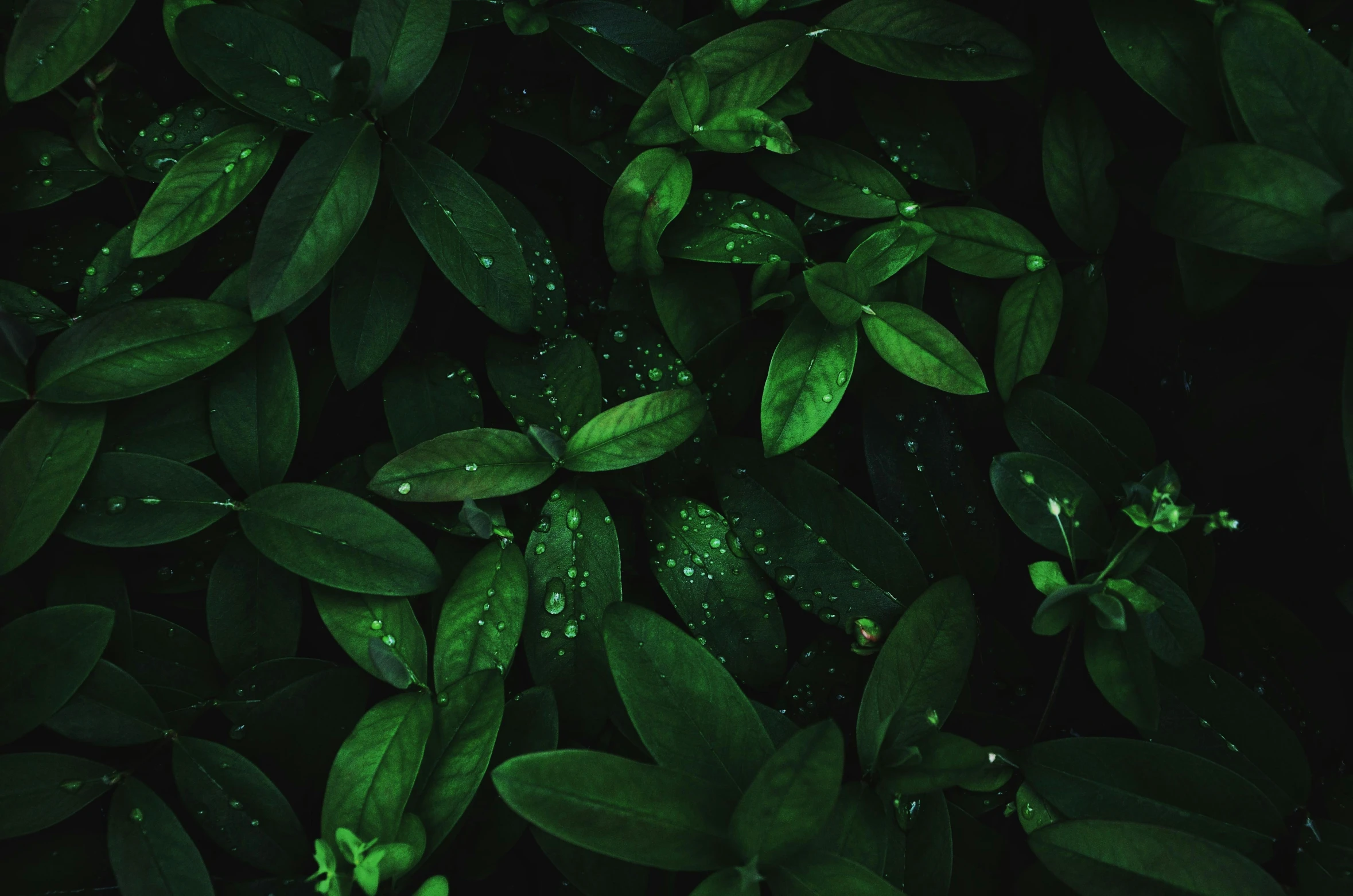 closeup view of wet leaves and water drops