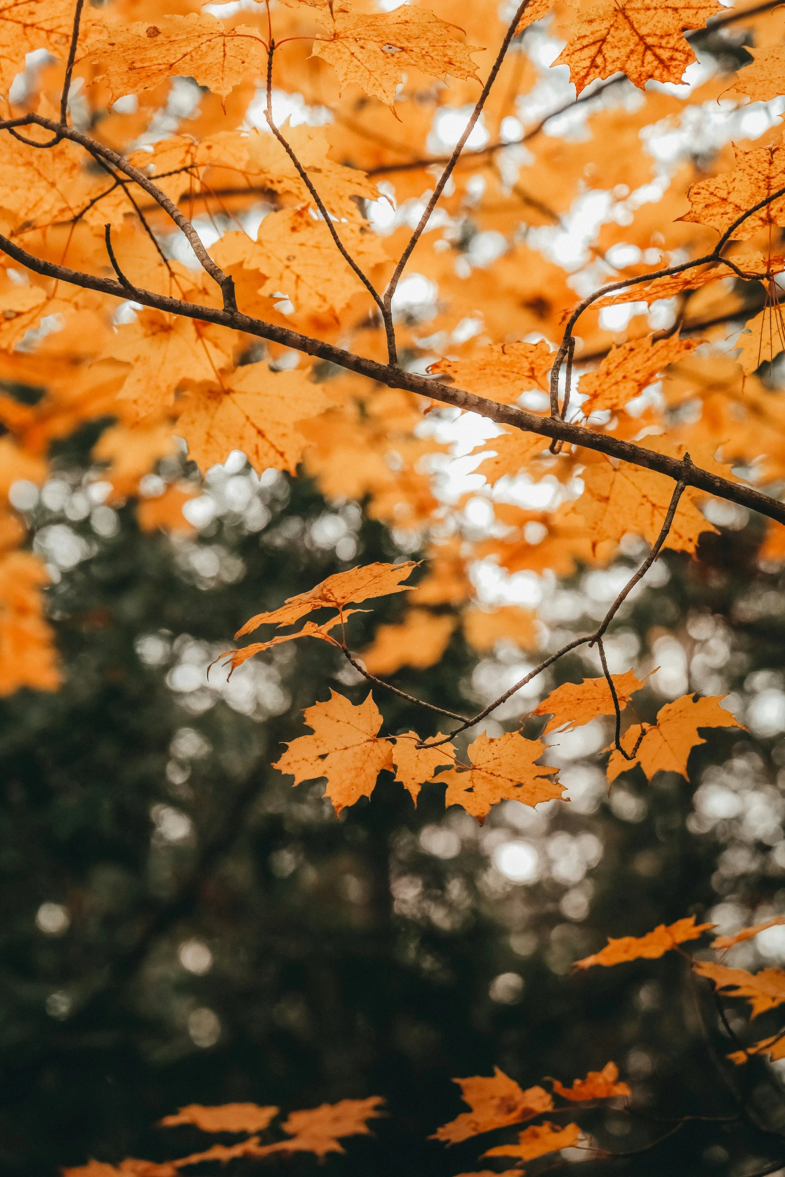 a yellow leafed tree has lots of foliage in it