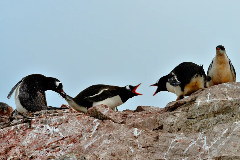 penguins in rocky area, with one penguin standing and the other penguin looking at the camera