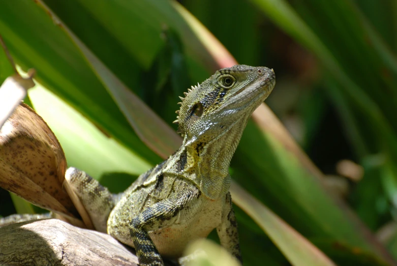 an image of a lizard that is sitting on a nch