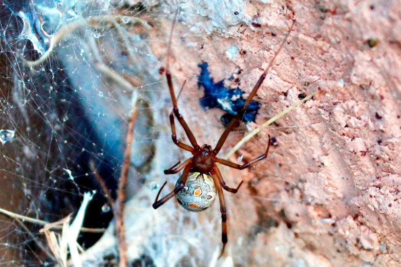 a large spider sitting on the side of a rock