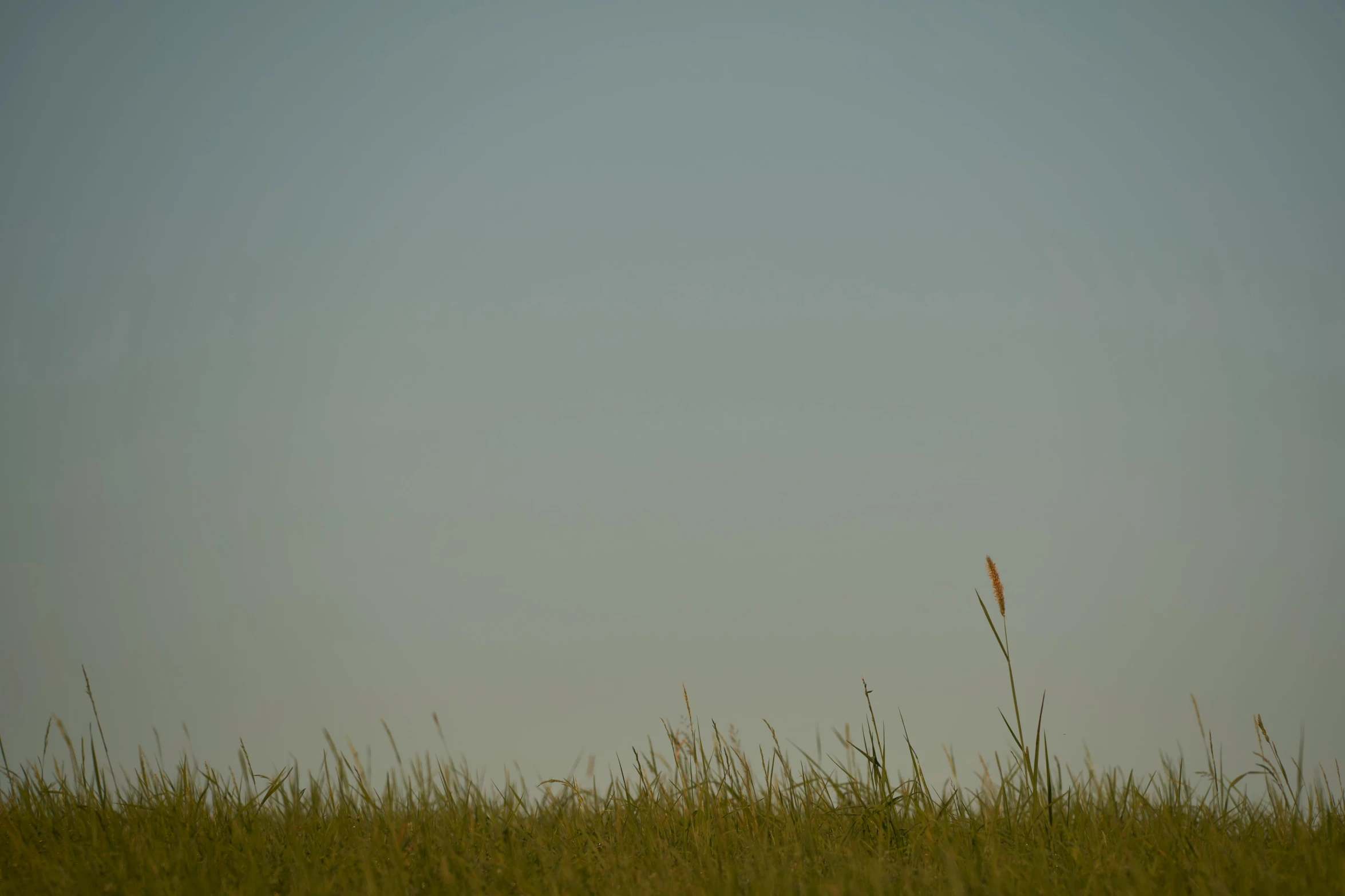 a grassy field that has a kite flying in the air