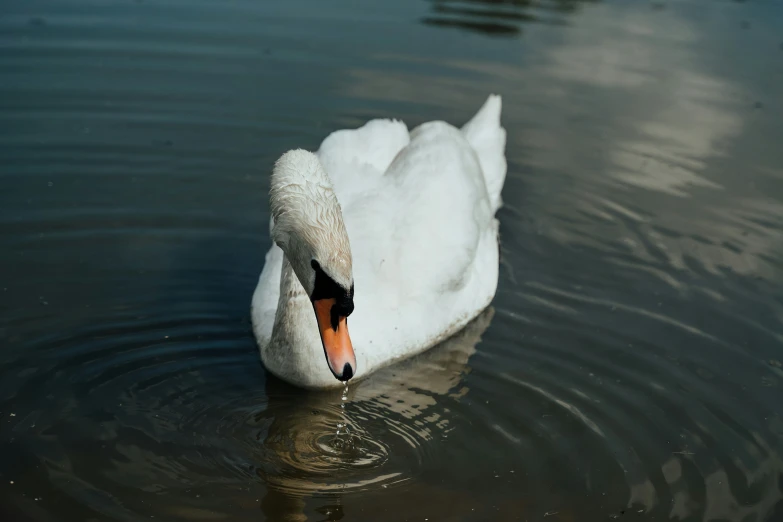a swan is swimming on a pond with brown water