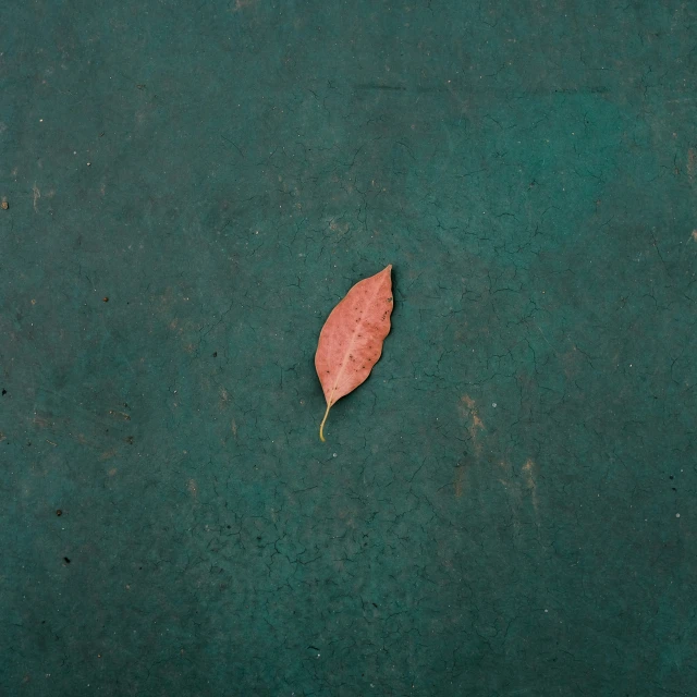 a single leaf on the ground near a sidewalk