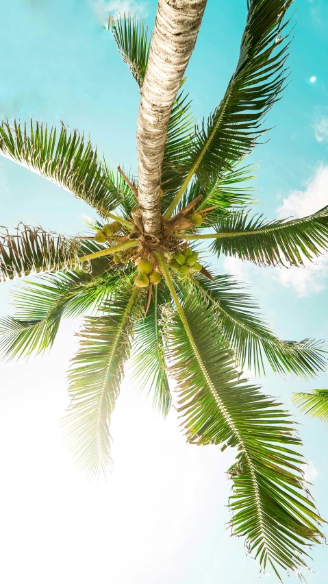 palm tree under a clear sky background with clouds