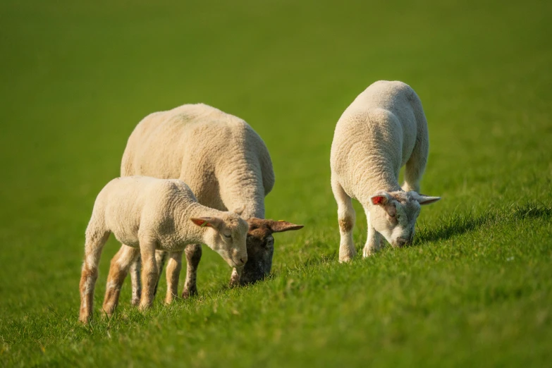 three sheep are eating in the field