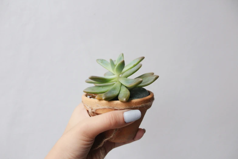 a woman's hand holding a small potted plant