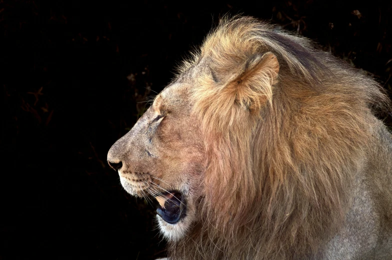 a lion with it's mouth open showing the teeth