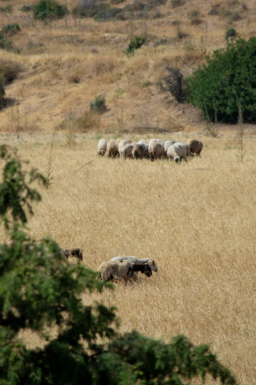 sheep grazing on a field with bare ground