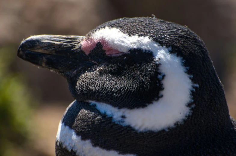 the black and white bird has a pink face