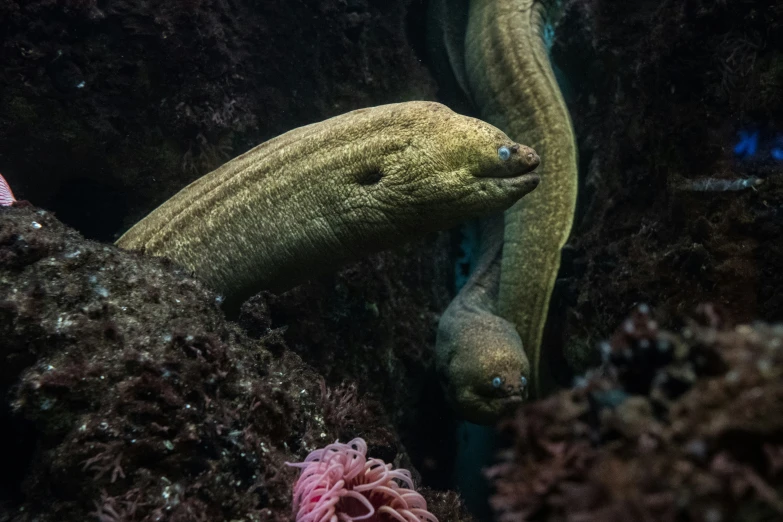 two very colorful animals swimming together in the water