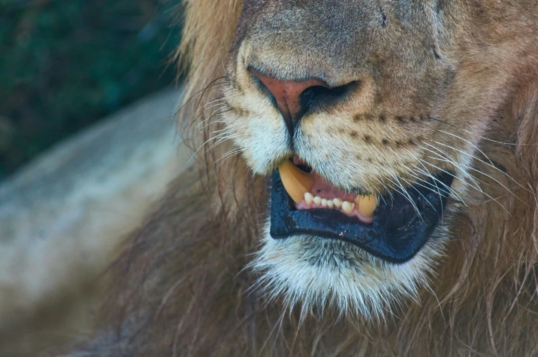 the lion has his teeth slightly out
