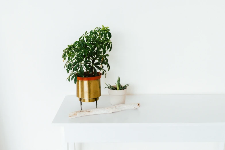 a close up of a plant on a table