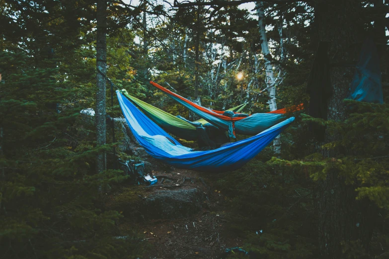 hammocks hanging from the trees in a forest