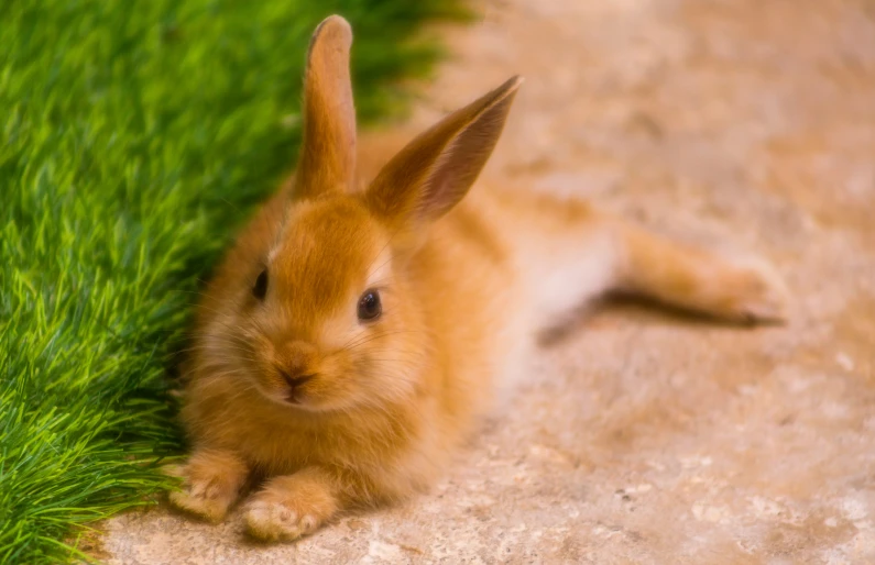 a bunny is shown sitting in the grass