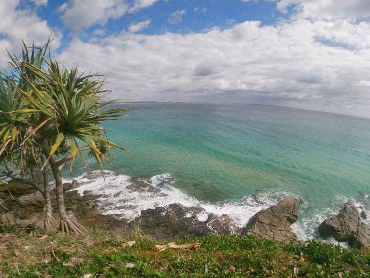 a bench sits next to a palm tree by a rocky beach