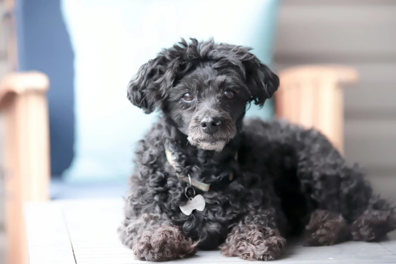 black curly haired dog sitting down on a tile floor