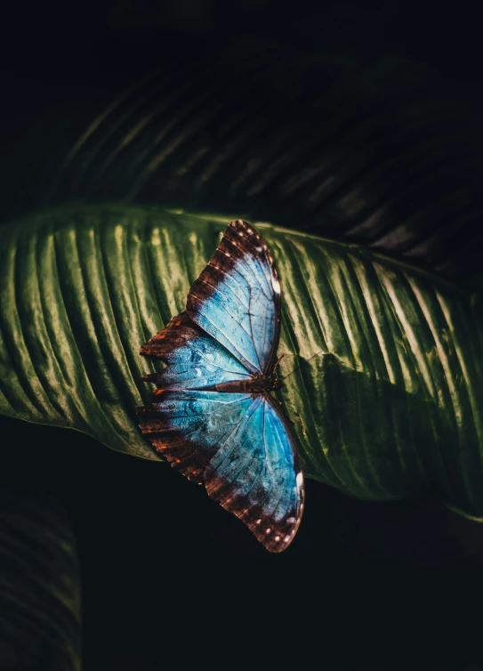 the bright blue erfly is sitting on a green leaf