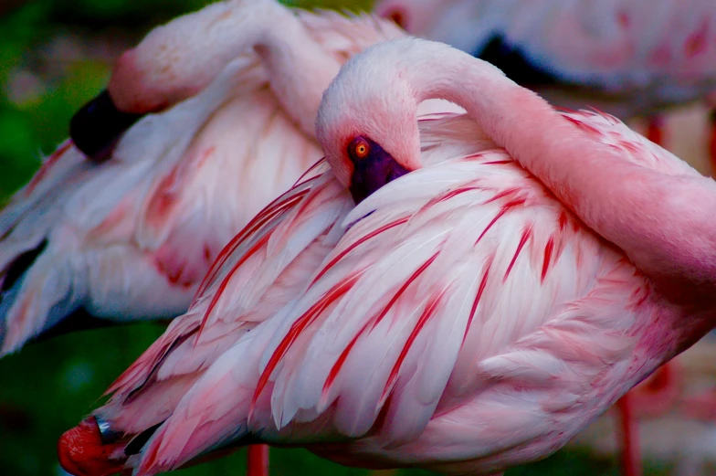 several flamingos have long legs with colored feathers