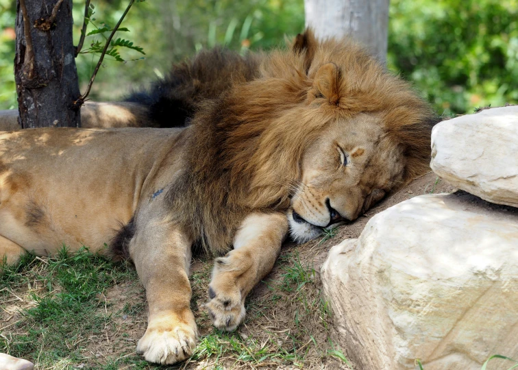 a lion laying down on the grass with its head on the ground