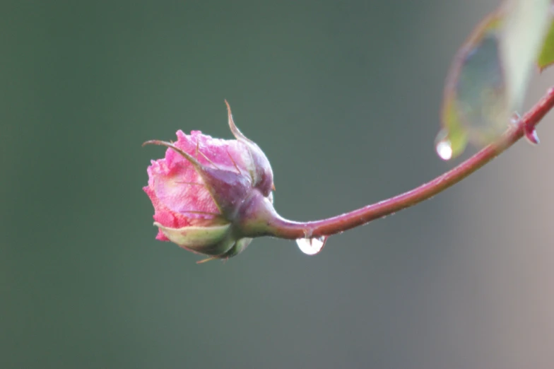 a flower bud with water droplets on it