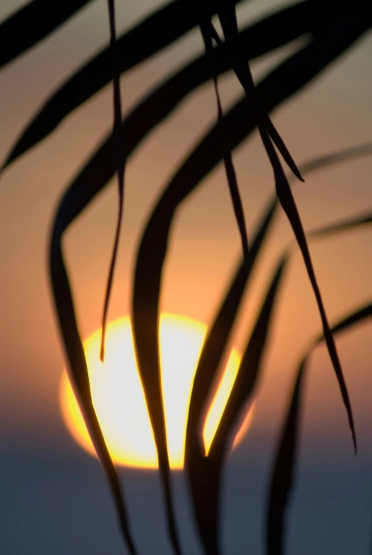 a leaf is seen silhouetted against the setting sun