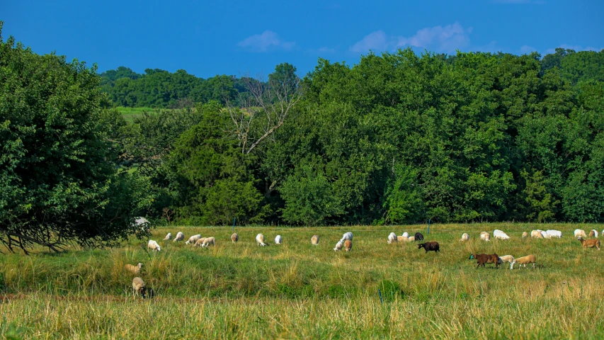 herd of cattle grazing in open field with trees