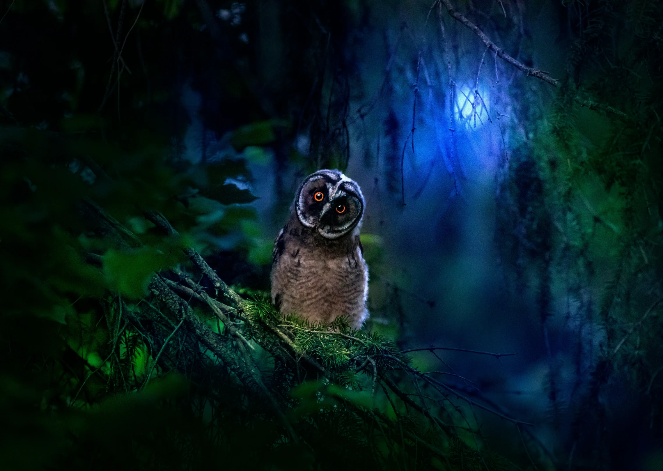 a owl sits in the middle of the forest at night