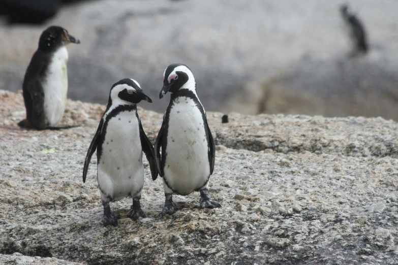 three little penguins walk beside each other on the sand