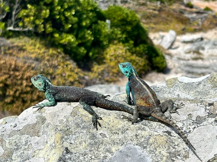 two green and blue lizards sitting on top of a stone