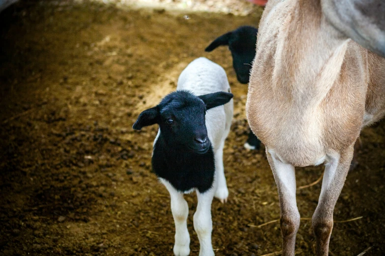 a goat and a goat stand in the dirt