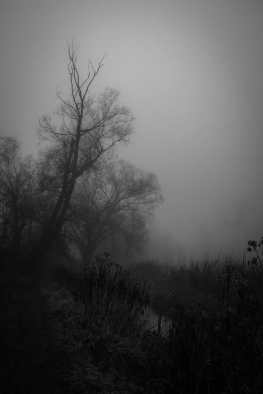 a dark fog covered forest filled with leaves