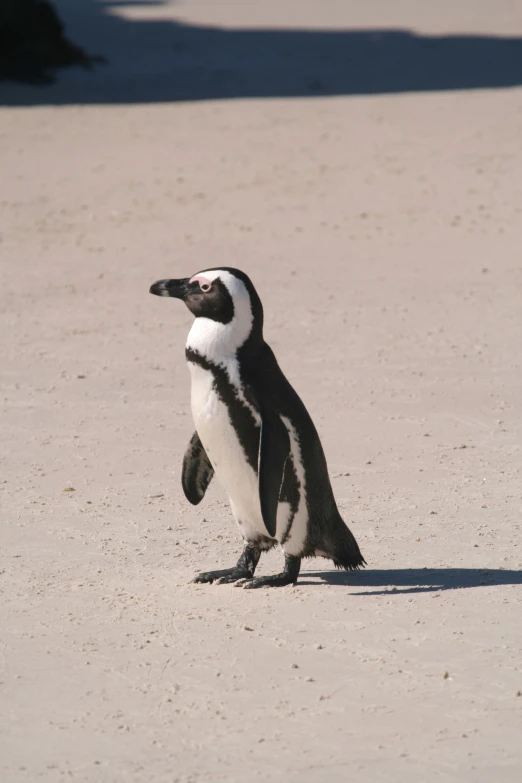 a little penguin walks on the sand and looks around