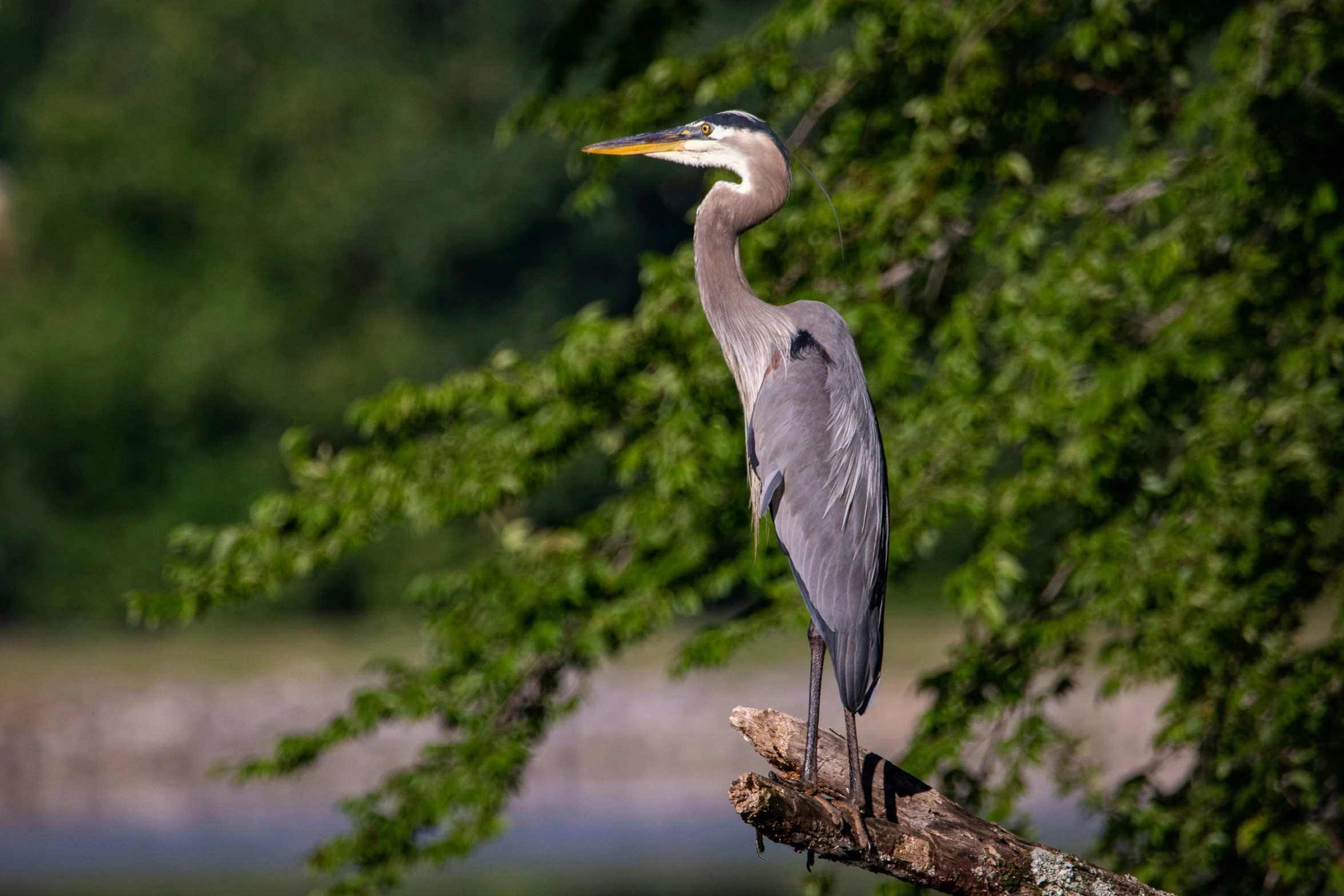 a long - legged bird sits on a nch next to some trees