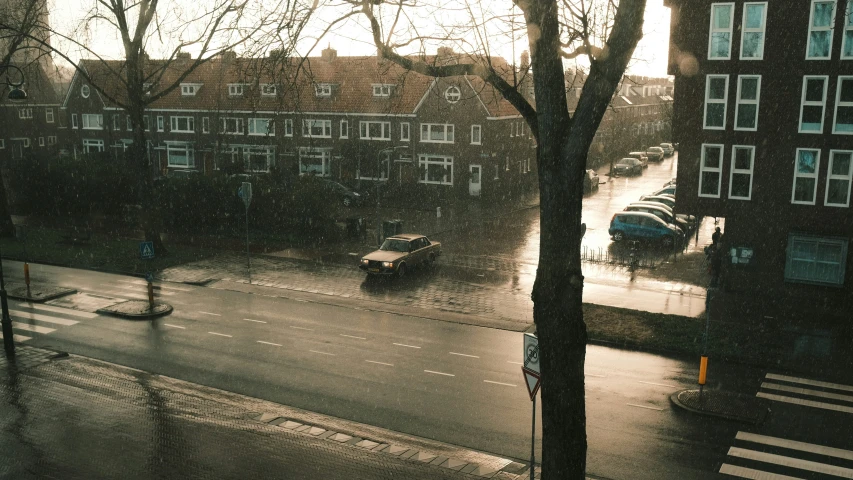 a rainy, downtown neighborhood and tree filled street in the background