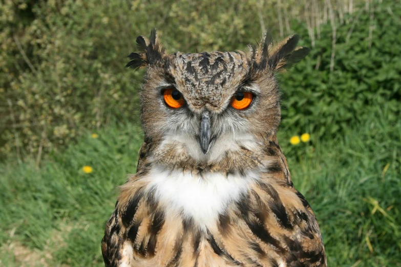 an owl looks intently at the camera with an intense look