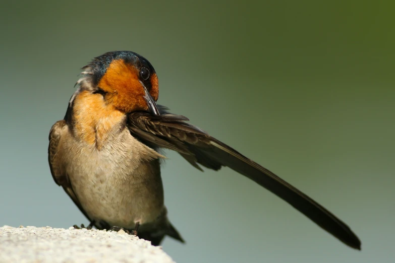 a bird sitting on the top of a rock