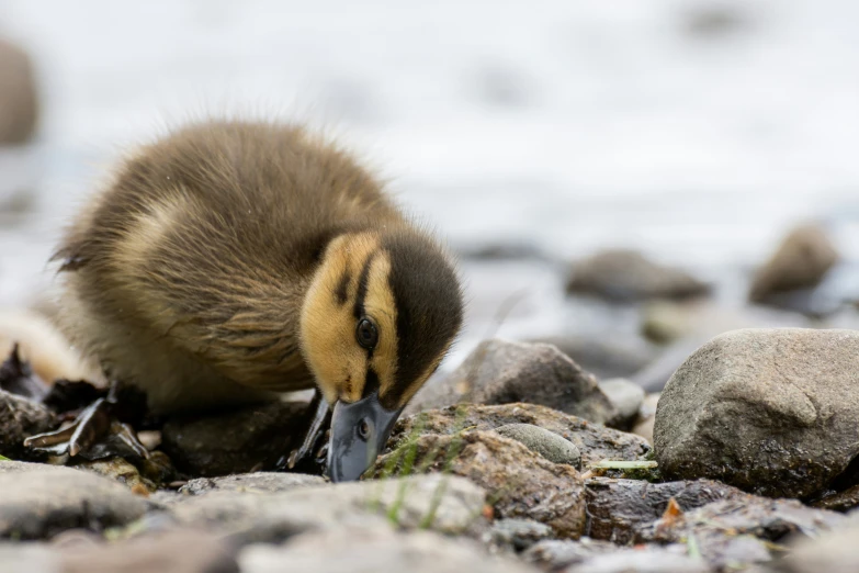 a duckling searching food on rocks in the water