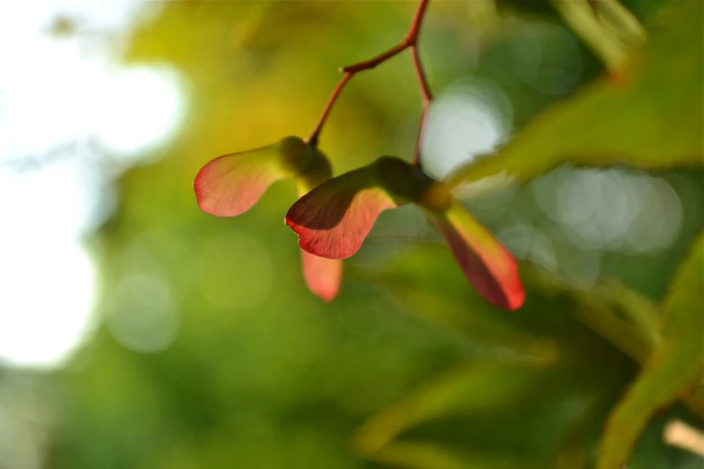 a close up of some pink flowers growing in the tree