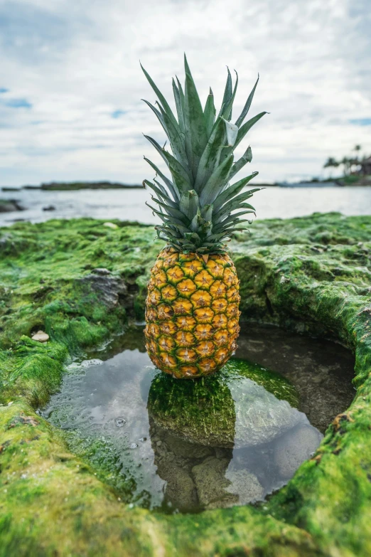 the pineapple is placed upon the moss covered rocks