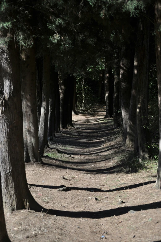 a dirt road is lined by a grove of trees