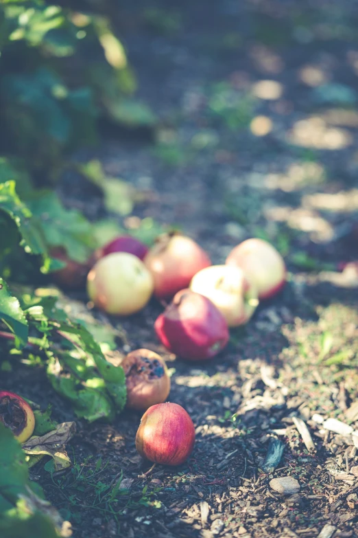 a group of fruit in the ground