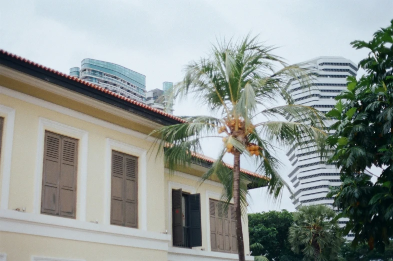 a tall palm tree stands in front of the windows