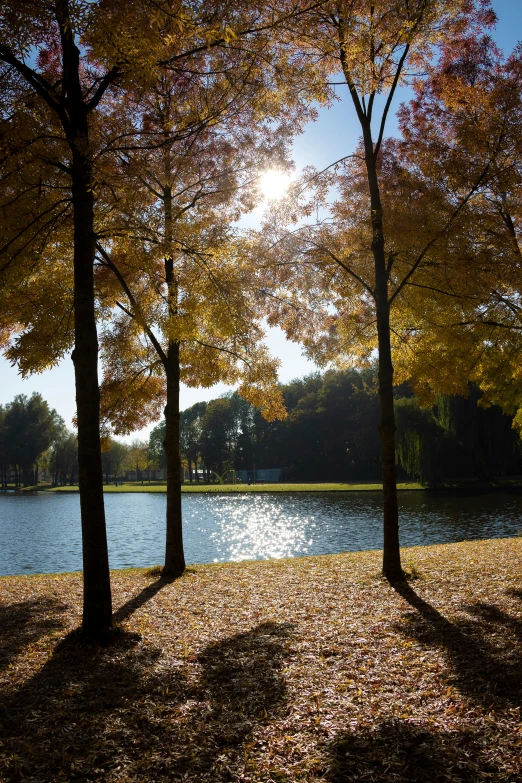 a beautiful view of the grass and trees in a park