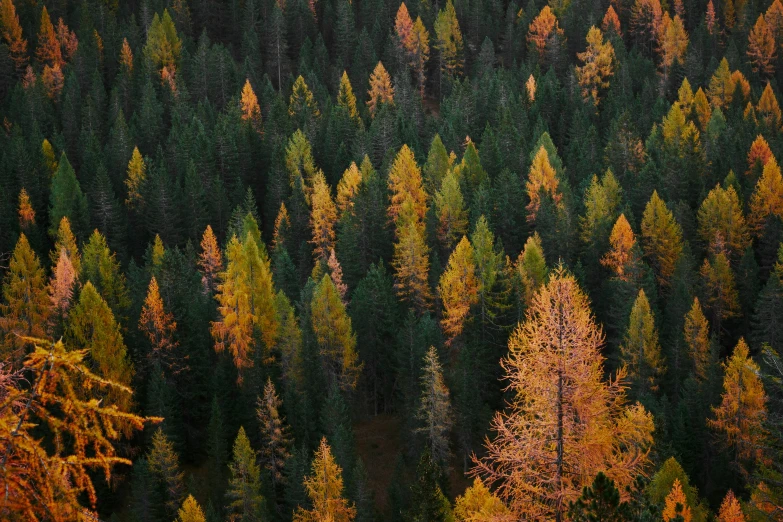 a po of a forest that looks like a very dark colored forest